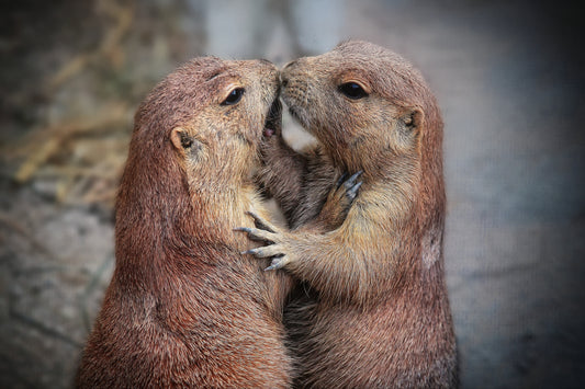 WHEN TIME STANDS STILL .... fototapet