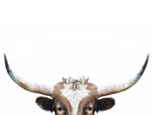 Peeking Longhorn Cow fototapet