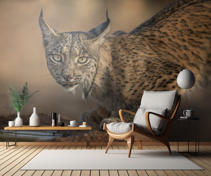 Wild Iberian Lynx fototapet