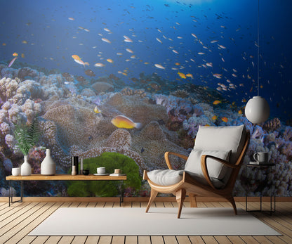 Anemon and Anthias fototapet