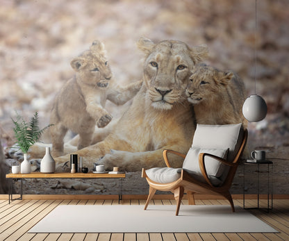 Asiatic lioness fototapet